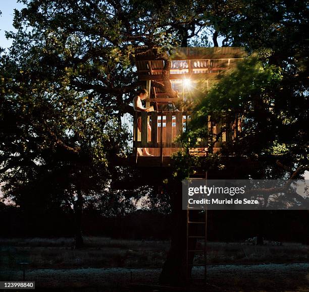 tree house in evening - tree house bildbanksfoton och bilder