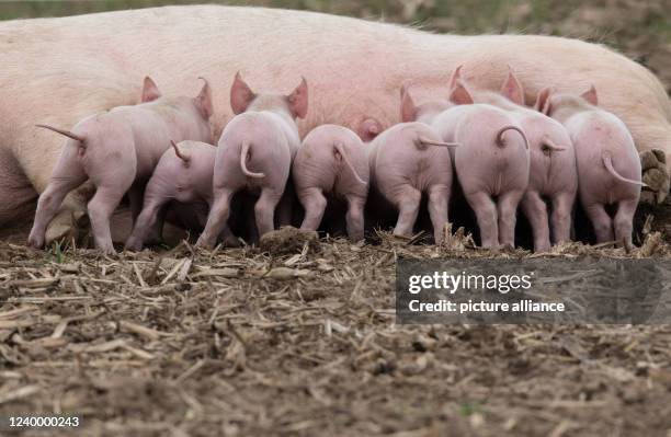 April 2022, North Rhine-Westphalia, Jössen: Piglets huddle at their mother's teats in an outdoor enclosure near Jössen in eastern Westphalia....