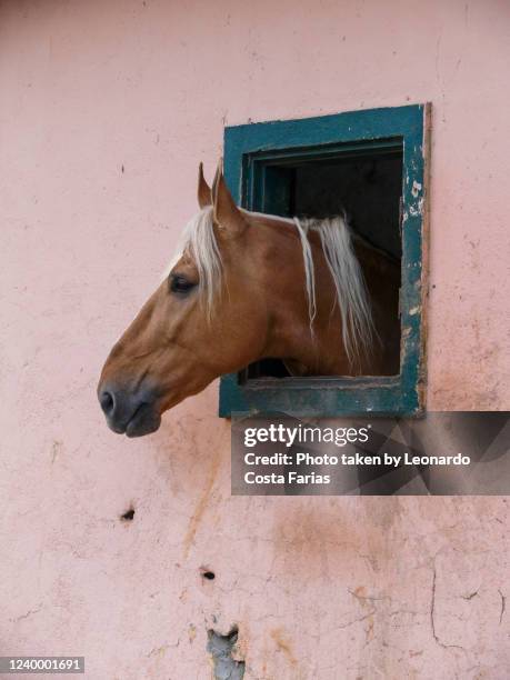 the horse in the pink stable - leonardo costa farias - fotografias e filmes do acervo