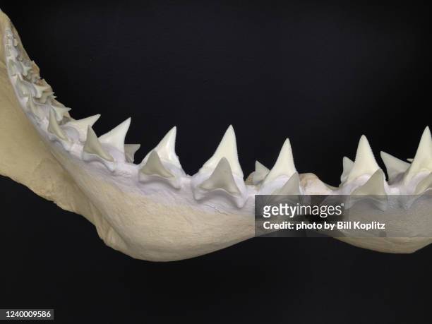 701 Animal Jaw Bone Photos and Premium High Res Pictures - Getty Images
