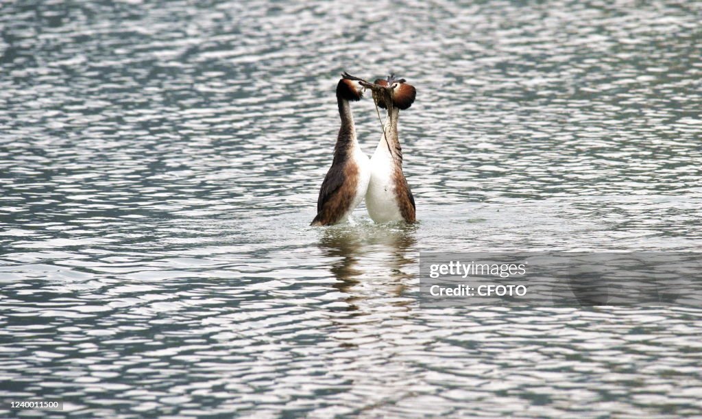Great Crested Grebe