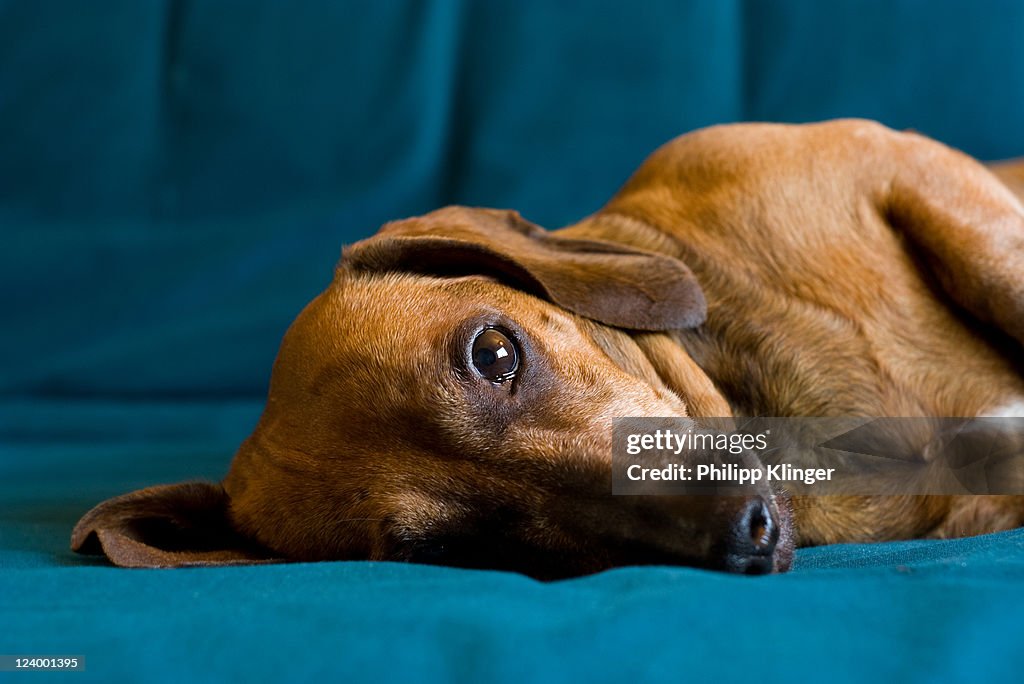 Dog on bed