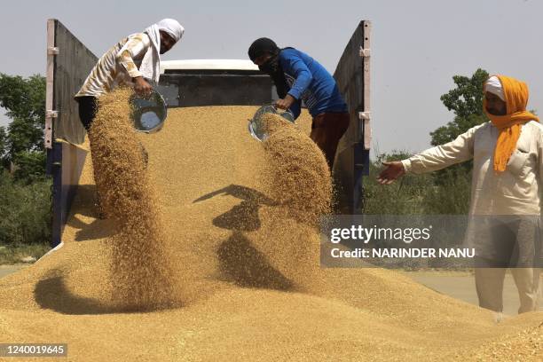 Labourers unload wheat grain from a trailer at a wholesale grain market on the outskirts of Amritsar on April 16, 2022.