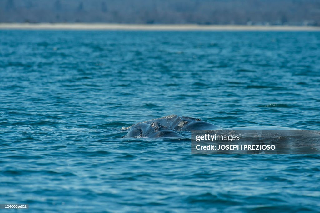 US-ENVIRONMENT-CONSERVATION-RIGHT-WHALES