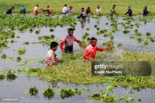 Farmers are harvesting paddy at a flooded field at Dhaka, Bangladesh on April 17, 2022.