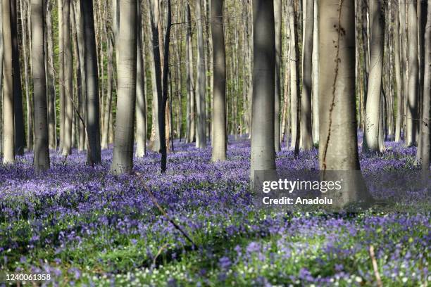 Bloomed flowers are seen during springtime in Brussels, Belgium on April 16, 2022.