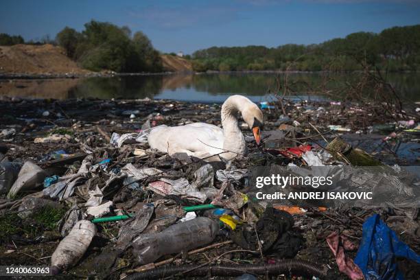 Swan makes a nest out of plastic trash near a sewage drain on the Danube river bank close to downtown Belgrade on April 18, 2022. Around a third of...