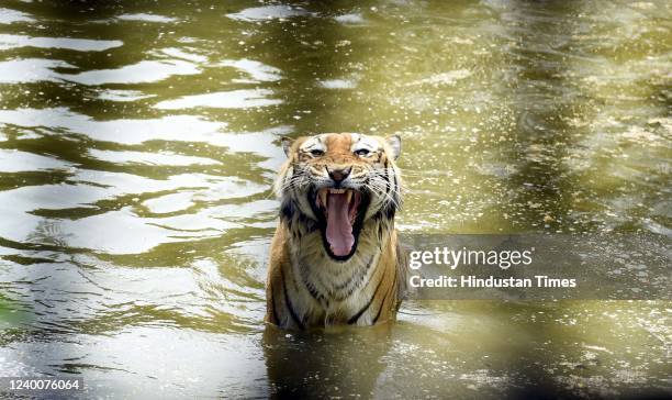 Royal Bengal Tiger is seen playing in the water on a hot summer day at Delhi Zoo on April 18, 2022 in New Delhi, India.