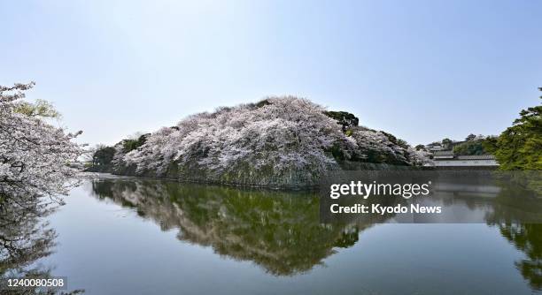 Cherry trees are in full bloom at a stone wall at Hikone Castle in Hikone, Shiga Prefecture, Japan, on April 7, 2022.