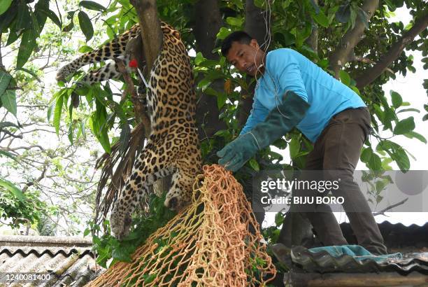 Forest official removes a tranquilized leopard from a tree after it wondered into a residential area in Guwahati on April 19, 2022.