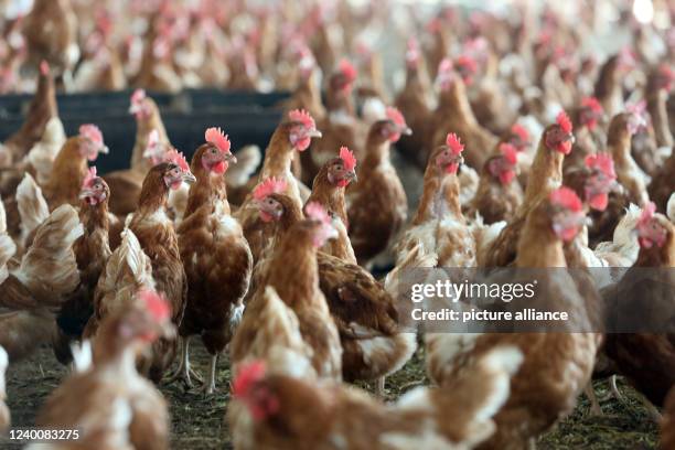 March 2022, Saxony-Anhalt, Cattenstedt: In the morning, the chickens leave the halls and have plenty of run on the grounds. Michael Häge's chicken...