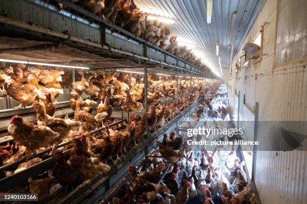 March 2022, Saxony, Großenhain: Chickens in a barn of the Großenhainer Geflügelhof GmbH. Photo: Sebastian Kahnert/dpa-Zentralbild/ZB