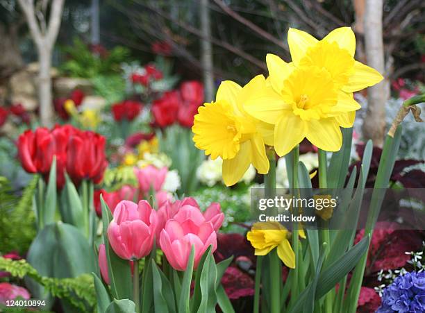 frühling blumen - daffodil stock-fotos und bilder