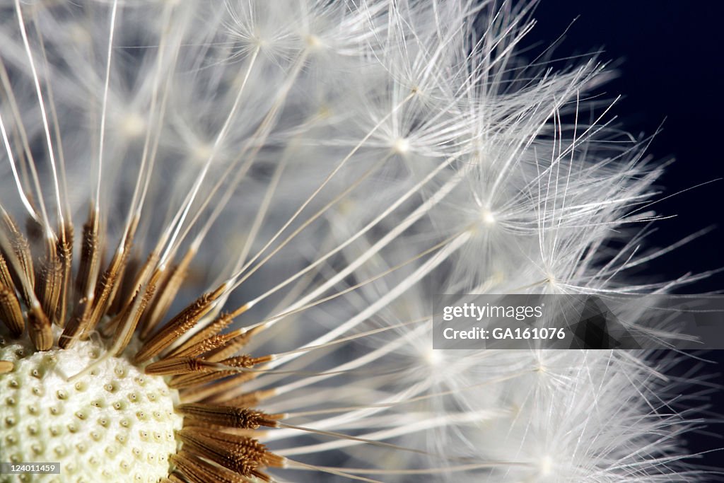 Close up of dandelion