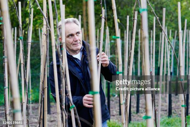 April 2022, Baden-Wuerttemberg, Schwetzingen: Gerhard Raab, technical park manager, stands among thin tree trunks of young fluttering elms in the...