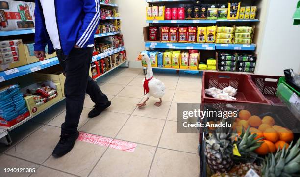 Tamer Yagmur, who works as a tradesman in Ankara walks with his goose "Alvin", at a supermarket in Ankara, Turkiye on April 19, 2022 . Alvin follows...