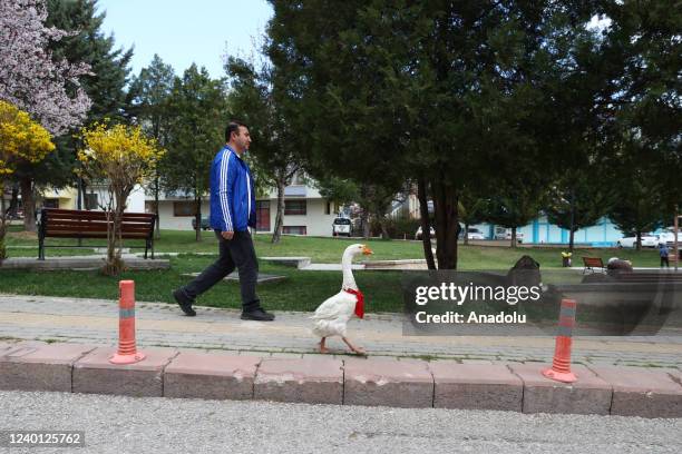 Tamer Yagmur, who works as a tradesman in Ankara walks his goose "Alvin", whom he owned when he was a cub, in Ankara, Turkiye on April 19, 2022 ....