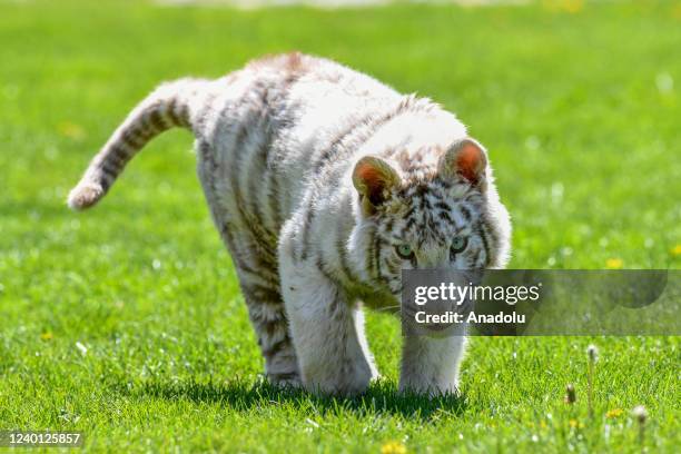 An albino Bengal tiger cub called "Kartopu" is seen in the open area at Gaziantep Wildlife Protection Park in Gaziantep, Turkiye on April 20, 2022....