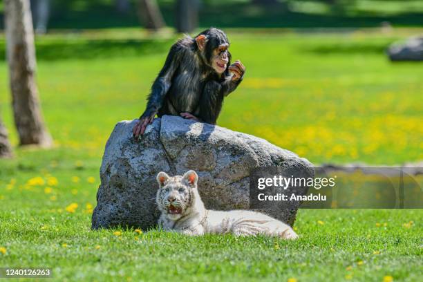 An albino Bengal tiger cub called "Kartopu" and a monkey spend time together in the open area at Gaziantep Wildlife Protection Park in Gaziantep,...