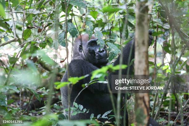 Silverback gorilla picks leaves to eat in Loango National Park on March 16, 2022. - After two years of complete shutdown due to the Covid-19...