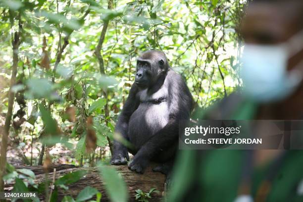 Renger walks past a silverback gorilla in Loango National Park on March 16, 2022. - After two years of complete shutdown due to the Covid-19...