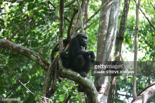 Silverback gorilla is seen in Loango National Park on March 16, 2022. - After two years of complete shutdown due to the Covid-19 pandemic, the...