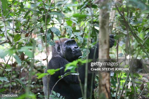 Silverback gorilla picks leaves to eat in Loango National Park on March 16, 2022. - After two years of complete shutdown due to the Covid-19...