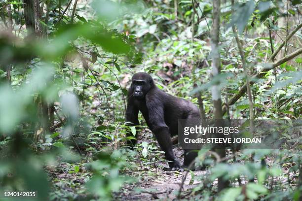 Silverback gorilla is seen in Loango National Park on March 16, 2022. - After two years of complete shutdown due to the Covid-19 pandemic, the...