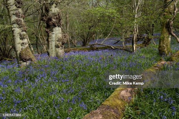 Bluebells in spring woodland in Bannam's Wood on 18th April 2022 in Studley, United Kingdom. Bluebells or H. Non-scripta is particularly associated...