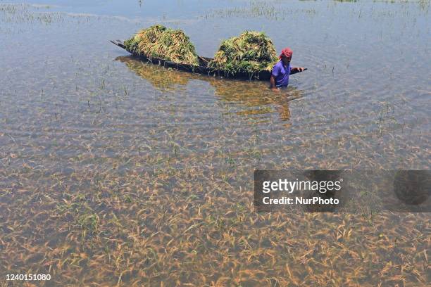 Farmer carries paddy on a boat after harvesting at a flooded field in a Haor at Sunamganj, Bangladesh. Due to the heavy rain the water level has...