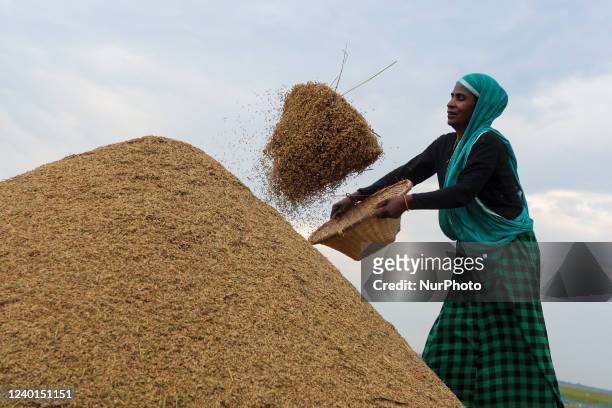 Farmer threshes paddy after harvesting at a flooded field in a Haor at Sunamganj, Bangladesh. Due to the heavy rain the water level has increased and...