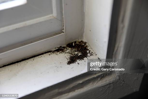 Signs of termites on the window sills in the bedroom of tenant Sabrina Dolan who has health problems and potential carbon dioxide poisoning caused by...