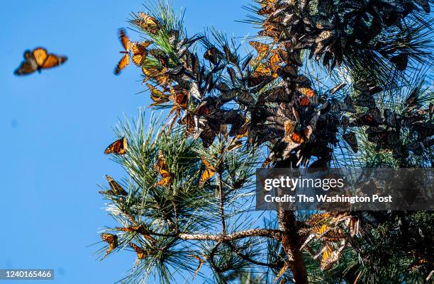 Perhaps rebounding from a path of extinction, or perhaps not 025 Western Monarch Butterflies cluster together on lace lichen and Monterey pines...