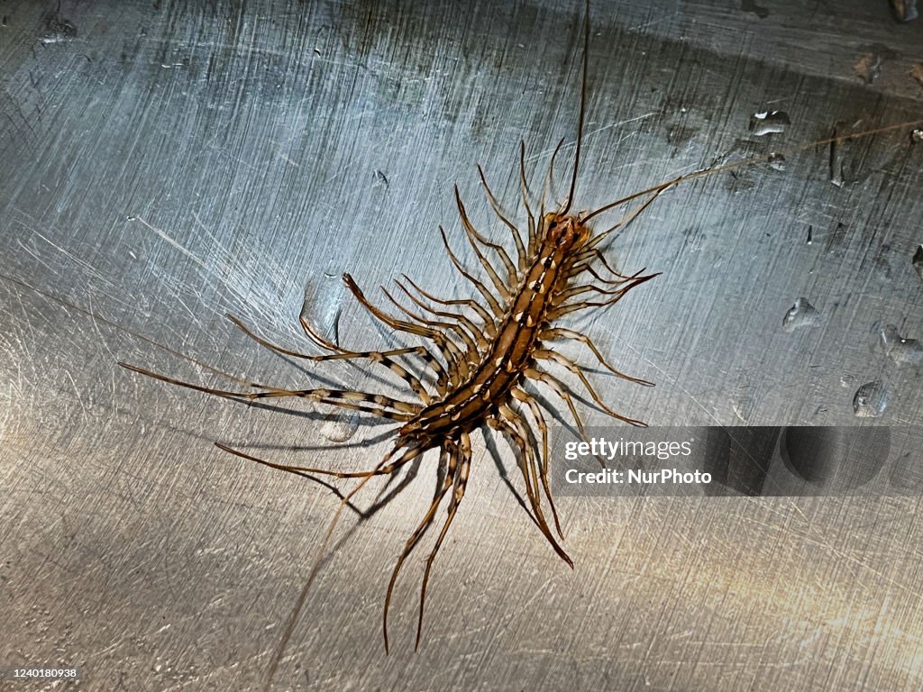 House Centipede