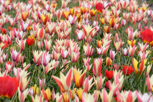 Tulips fields are seen on April 23, 2022 in Noordwijk, Netherlands. From mid-March to mid-May, part of Holland turns into a great sea of flowers....