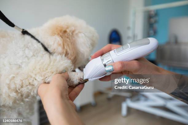 close-up of pet groomer cutting hair on poodle's paw with electric razor - electric razor stock pictures, royalty-free photos & images