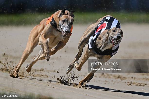 Greyhounds resume racing behind closed doors on June 01, 2020 in Perry Barr, England. Greyhound racing across England is returning as restrictions on...