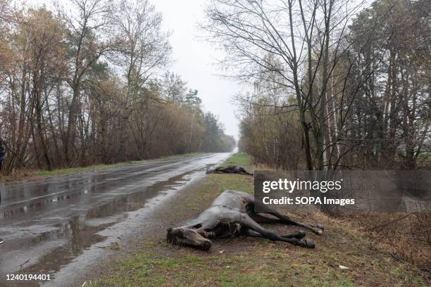 Dead horses killed by Russian invaders lie along the road in the Hostomil region. Russia invaded Ukraine on 24 February 2022, triggering the largest...