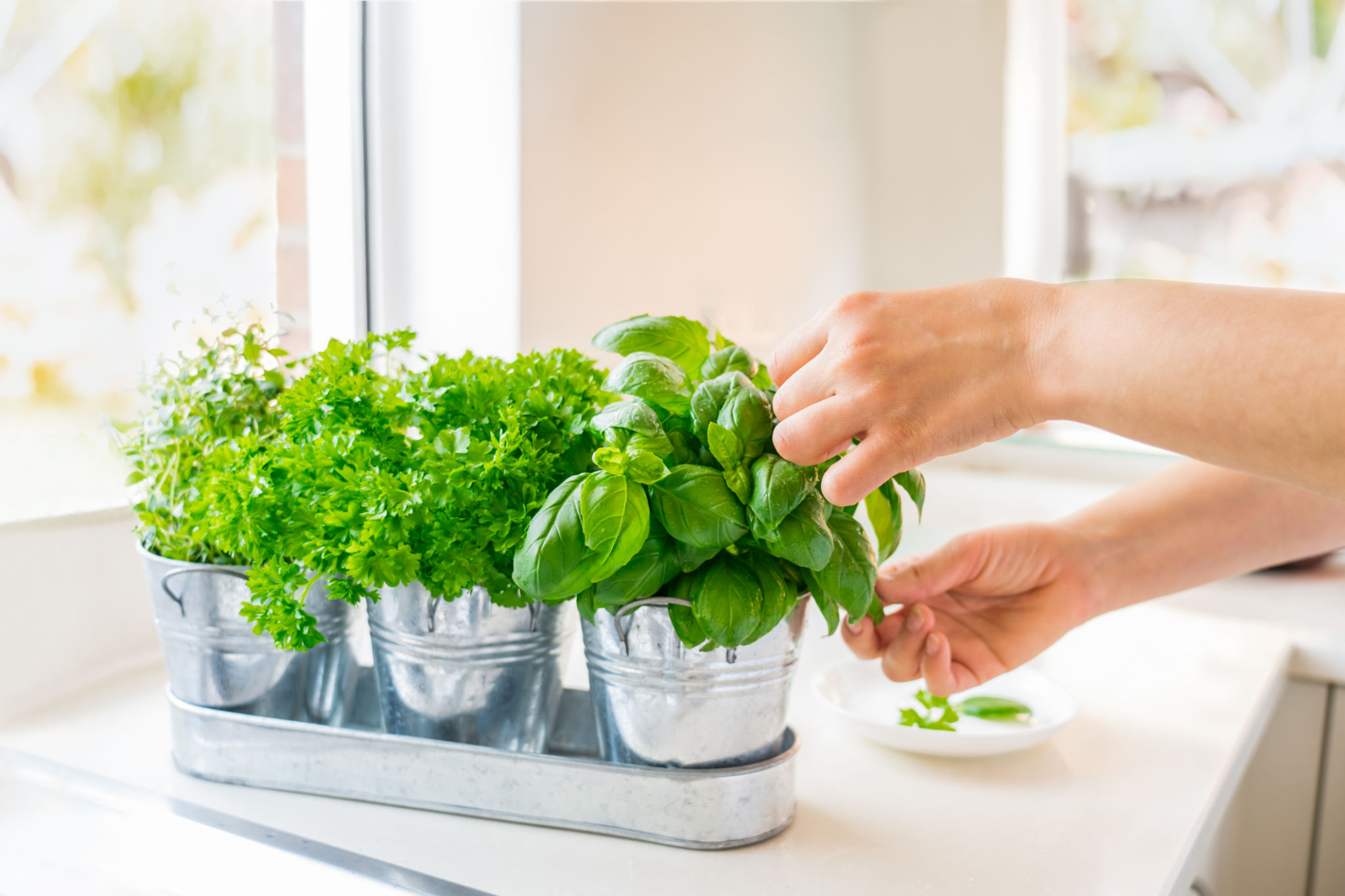 local herbs