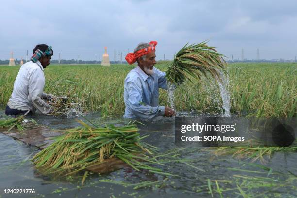 Farmers harvesting paddy in a flooded field at Ashulia near Dhaka City in Bangladesh. This flood is triggered by torrential rains in the country's...