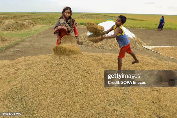 Women farmer with her child threshes paddy after harvesting after the flooding of the field in a Haor.