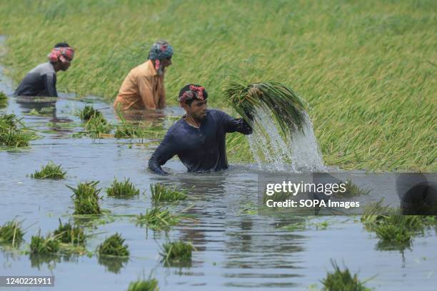 Farmers harvesting paddy in a flooded field at Ashulia near Dhaka City in Bangladesh. This flood is triggered by torrential rains in the country's...