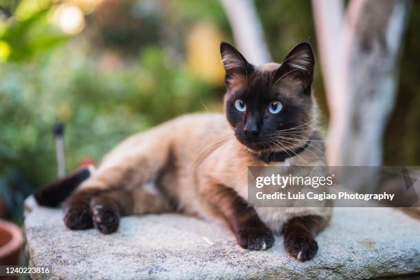 domestic siamese cat - siamese cat stockfoto's en -beelden