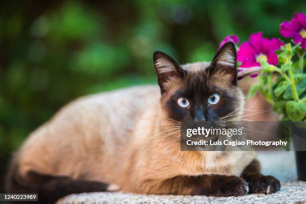 3,831 シャムネコ Stock Photos, High-Res Pictures, and Images - Getty Images