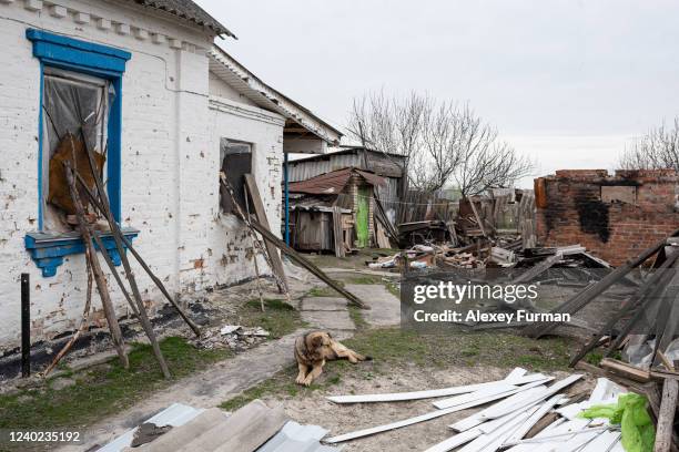 Dog lies in a courtyard of damaged house, on April 25, 2022 in Ozera, Ukraine. Petro Chaika, born in 1939, died during the Russian occupation of the...