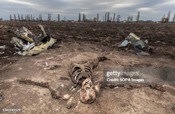 : Skeletons of dead Russian military pilots among the wreckage of a downed and burnt helicopter in the middle of a field near the village of Makariv....