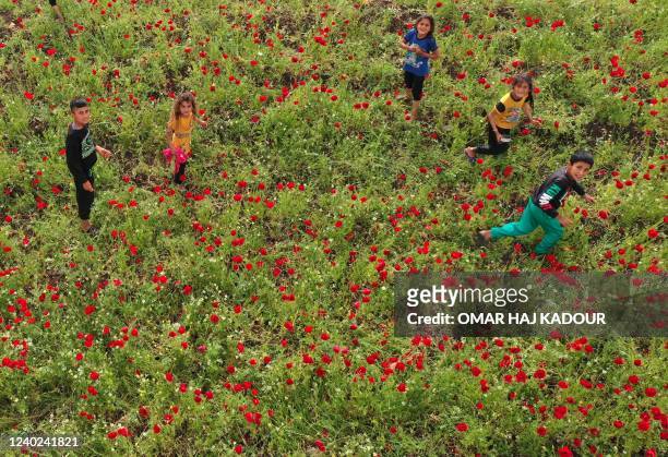 An aerial view shows Syrian children playing in a field of Poppy anemone as it blooms near Jisr al-Shughur in Syria's northwestern province of Idlib...