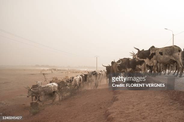 Herds of cattle are pictured in Mopti on March 13, 2022.