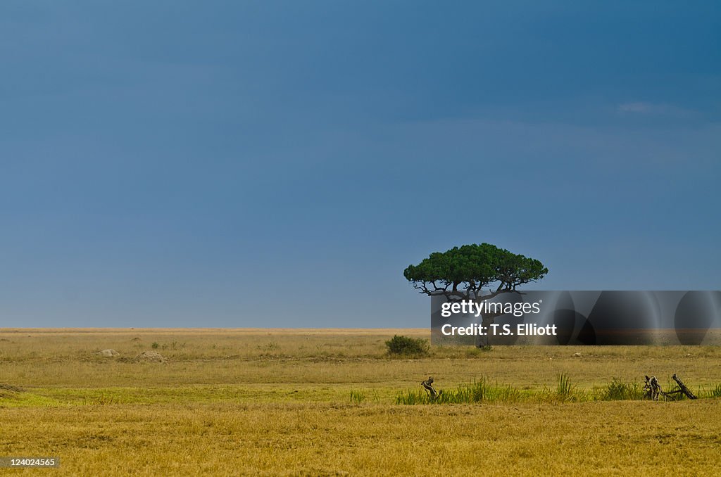 Lone Acacia tree in Serengeti