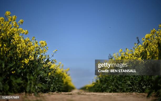 Growing Rapeseed Rapeseed Plant Growth Photos and Premium High Res Pictures - Getty Images